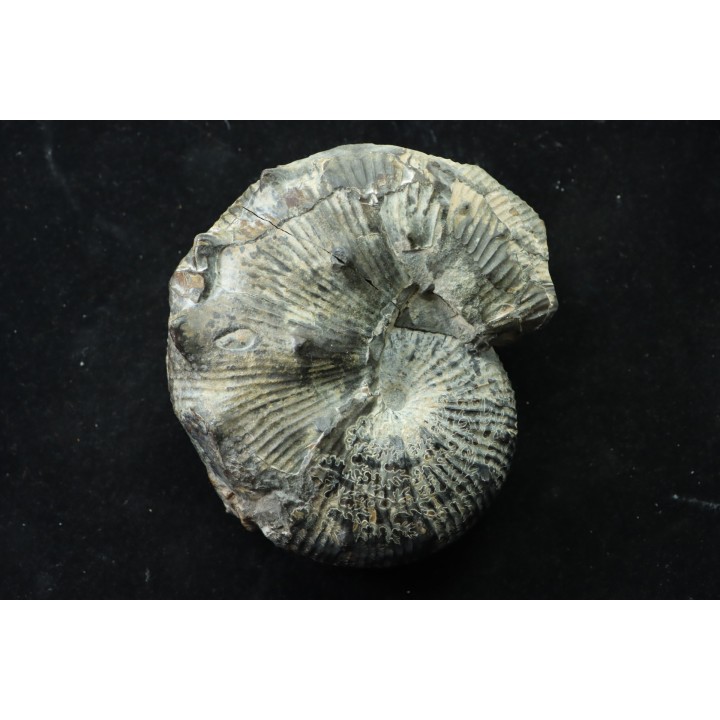 Hoploscaphites nodosus - Maastrichtian - Dakota - USA