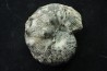 Hoploscaphites nodosus - Maastrichtian - Dakota - USA
