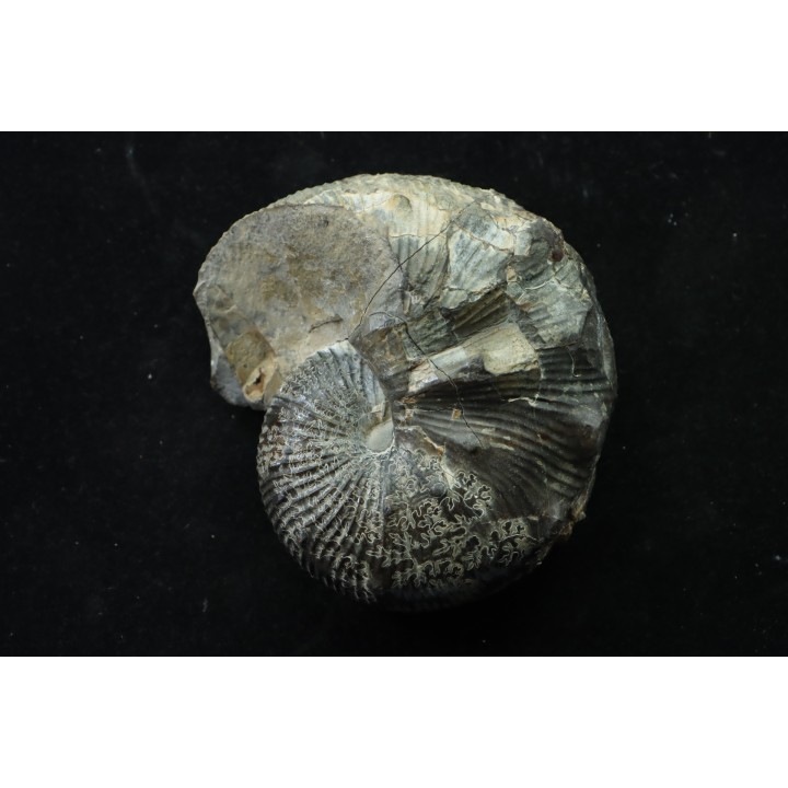 Hoploscaphites nodosus - Maestrichtien - Dakota - USA
