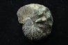 Hoploscaphites nodosus - Maestrichtien - Dakota - USA