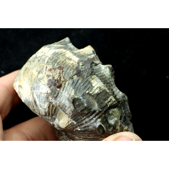 Hoploscaphites nodosus - Maastrichtian - Dakota - USA