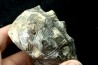 Hoploscaphites nodosus - Maestrichtien - Dakota - USA