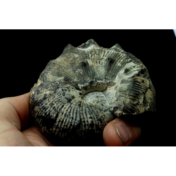 Hoploscaphites nodosus - Maestrichtien - Dakota - USA