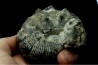 Hoploscaphites nodosus - Maestrichtien - Dakota - USA