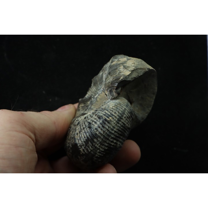Hoploscaphites nodosus - Maastrichtian - Dakota - USA