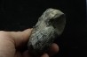 Hoploscaphites nodosus - Maastrichtian - Dakota - USA