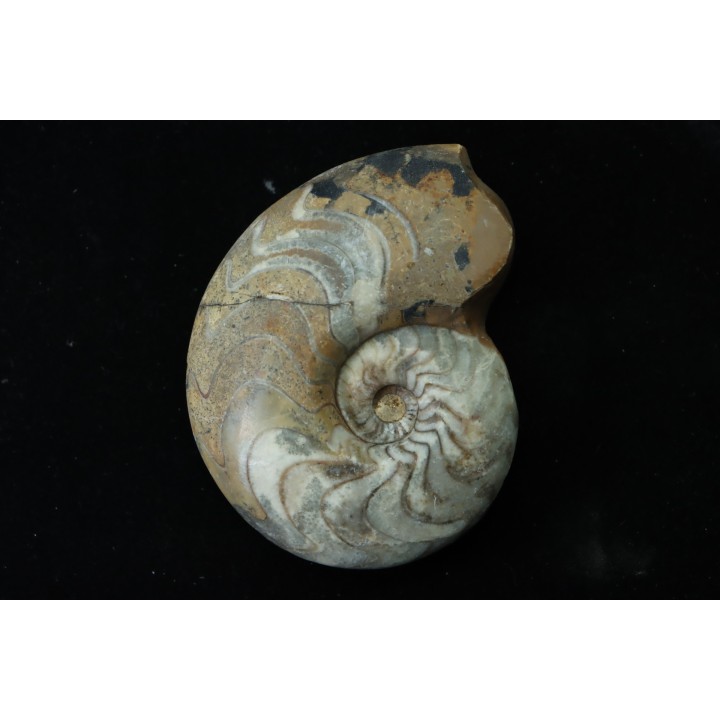 goniatite: MANTICOCERAS SINUOSUM - dévonien sup.- Erfoud, Maroc
