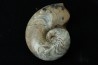 goniatit: MANTICOCERAS SINUOSUM - Up. devonian - Erfoud, Morocco