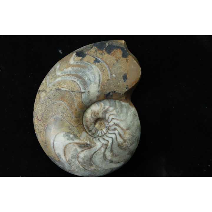 goniatit: MANTICOCERAS SINUOSUM - Up. devonian - Erfoud, Morocco