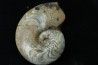goniatit: MANTICOCERAS SINUOSUM - Up. devonian - Erfoud, Morocco