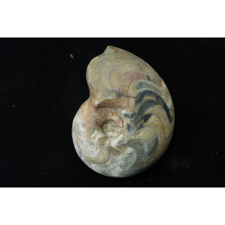 goniatite: MANTICOCERAS SINUOSUM - dévonien sup.- Erfoud, Maroc