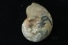 goniatit: MANTICOCERAS SINUOSUM - Up. devonian - Erfoud, Morocco