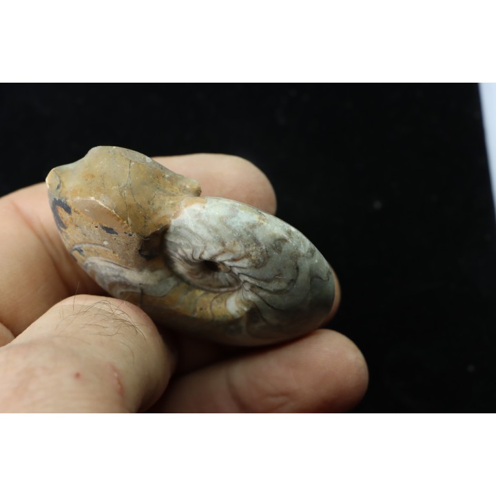 goniatit: MANTICOCERAS SINUOSUM - Up. devonian - Erfoud, Morocco