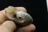 goniatit: MANTICOCERAS SINUOSUM - Up. devonian - Erfoud, Morocco