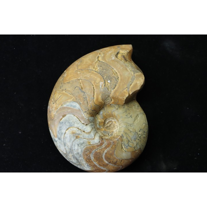 goniatit: MANTICOCERAS SINUOSUM - Up. devonian - Erfoud, Morocco