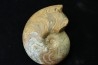 goniatit: MANTICOCERAS SINUOSUM - Up. devonian - Erfoud, Morocco