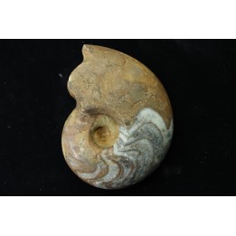 goniatite: MANTICOCERAS SINUOSUM - dévonien sup.- Erfoud, Maroc