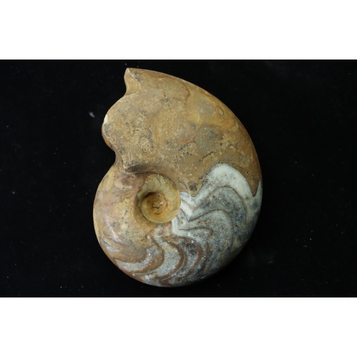 goniatit: MANTICOCERAS SINUOSUM - Up. devonian - Erfoud, Morocco