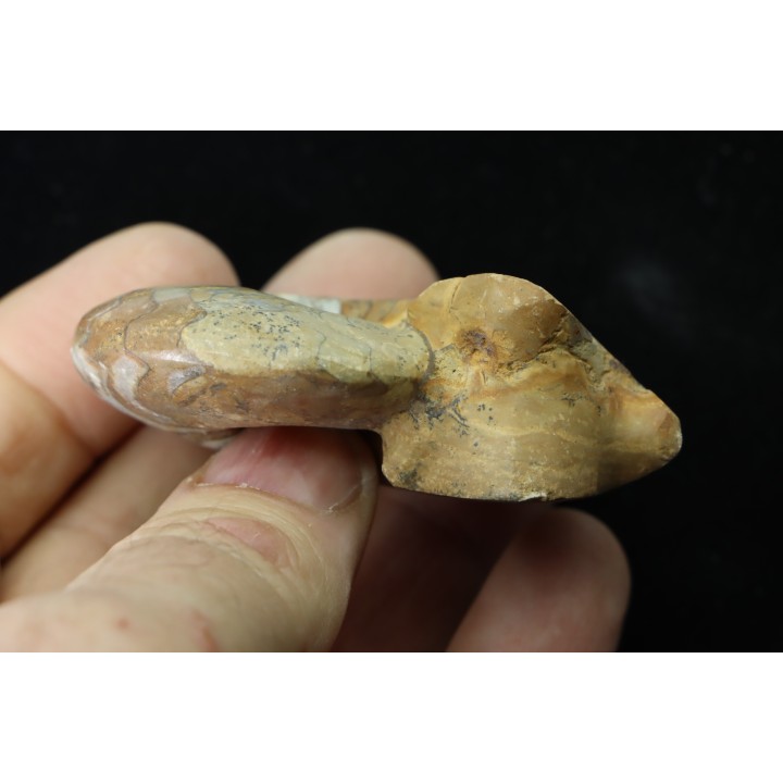 goniatite: MANTICOCERAS SINUOSUM - dévonien sup.- Erfoud, Maroc