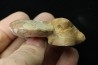 goniatit: MANTICOCERAS SINUOSUM - Up. devonian - Erfoud, Morocco