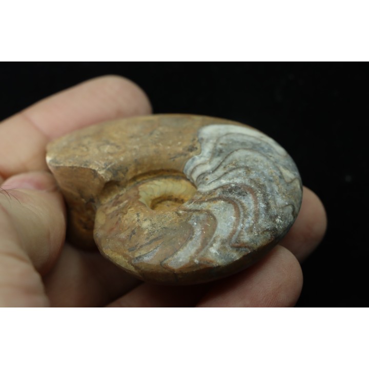 goniatit: MANTICOCERAS SINUOSUM - Up. devonian - Erfoud, Morocco