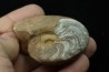 goniatit: MANTICOCERAS SINUOSUM - Up. devonian - Erfoud, Morocco