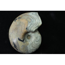 goniatit: MANTICOCERAS SINUOSUM - Up. devonian - Erfoud, Morocco