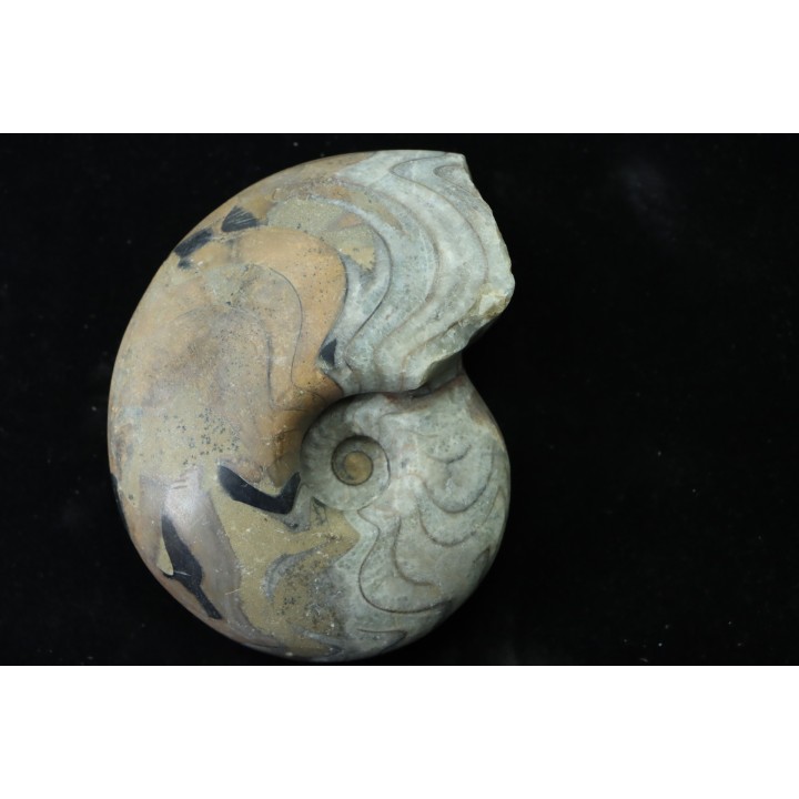 goniatit: MANTICOCERAS SINUOSUM - Up. devonian - Erfoud, Morocco