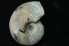 goniatit: MANTICOCERAS SINUOSUM - Up. devonian - Erfoud, Morocco
