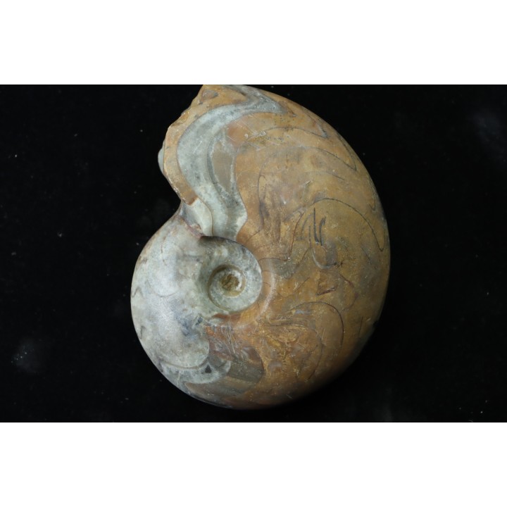 goniatite: MANTICOCERAS SINUOSUM - dévonien sup.- Erfoud, Maroc