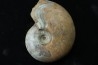 goniatite: MANTICOCERAS SINUOSUM - dévonien sup.- Erfoud, Maroc