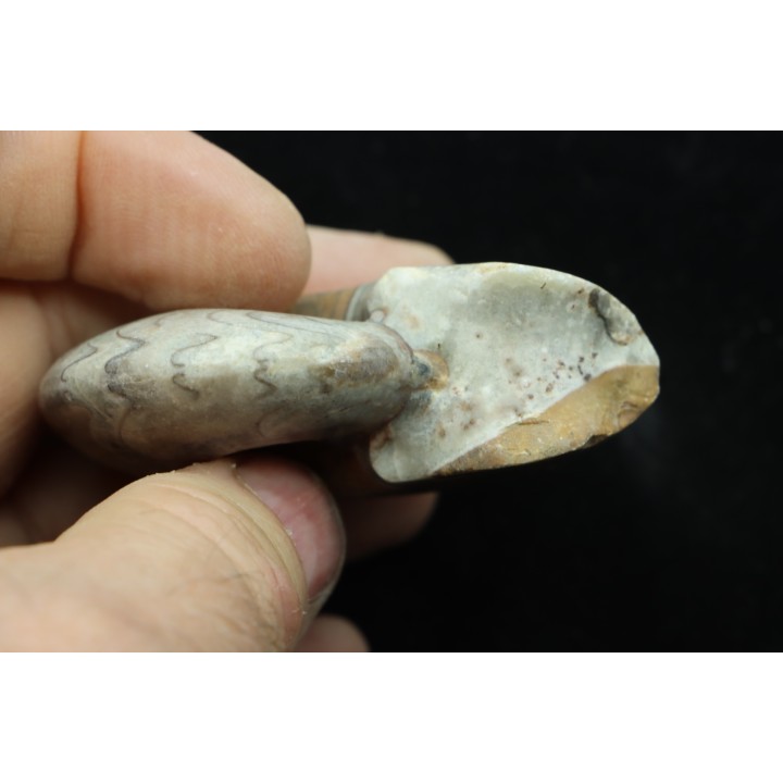 goniatite: MANTICOCERAS SINUOSUM - dévonien sup.- Erfoud, Maroc