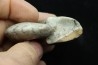 goniatit: MANTICOCERAS SINUOSUM - Up. devonian - Erfoud, Morocco