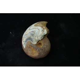 goniatit: MANTICOCERAS SINUOSUM - Up. devonian - Erfoud, Morocco