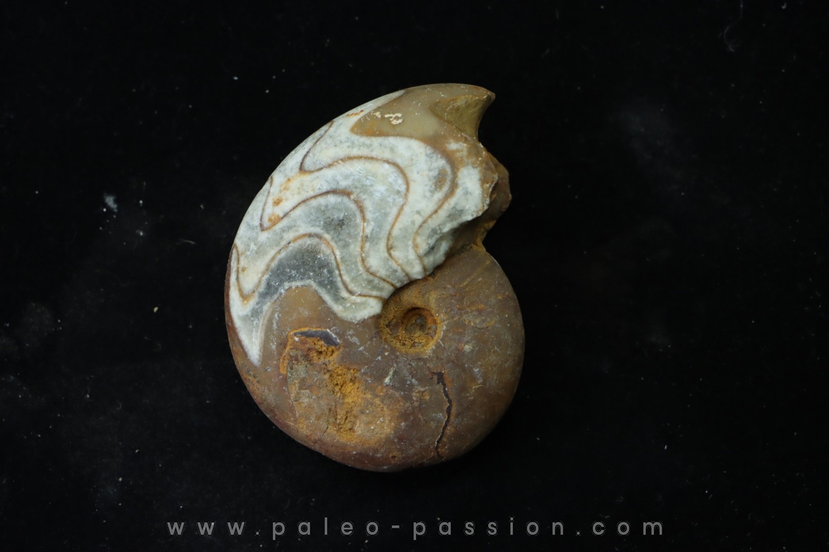 goniatit: MANTICOCERAS SINUOSUM - Up. devonian - Erfoud, Morocco