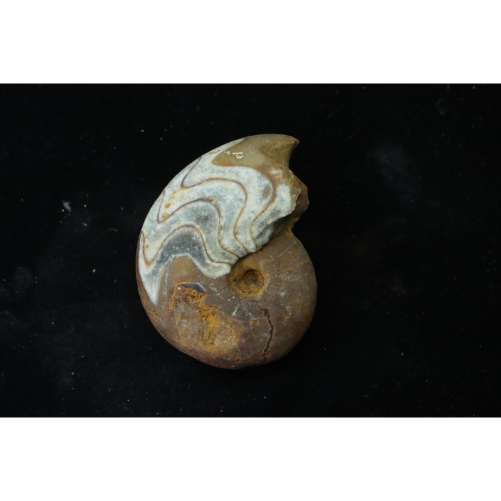 goniatite: MANTICOCERAS SINUOSUM - dévonien sup.- Erfoud, Maroc