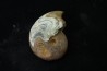 goniatit: MANTICOCERAS SINUOSUM - Up. devonian - Erfoud, Morocco