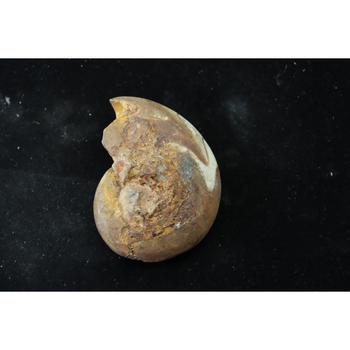goniatit: MANTICOCERAS SINUOSUM - Up. devonian - Erfoud, Morocco