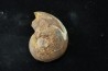 goniatite: MANTICOCERAS SINUOSUM - dévonien sup.- Erfoud, Maroc