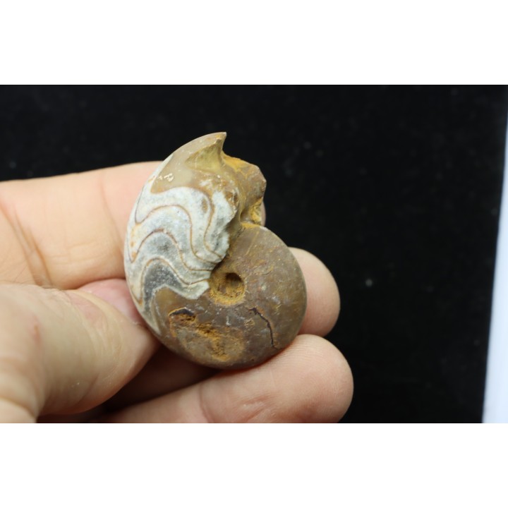 goniatit: MANTICOCERAS SINUOSUM - Up. devonian - Erfoud, Morocco