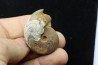 goniatite: MANTICOCERAS SINUOSUM - dévonien sup.- Erfoud, Maroc
