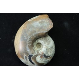 goniatit: MANTICOCERAS SINUOSUM - Up. devonian - Erfoud, Morocco