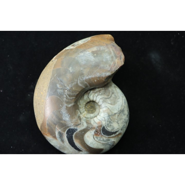 goniatit: MANTICOCERAS SINUOSUM - Up. devonian - Erfoud, Morocco