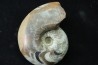 goniatite: MANTICOCERAS SINUOSUM - dévonien sup.- Erfoud, Maroc