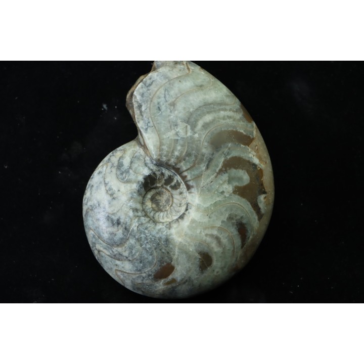 goniatit: MANTICOCERAS SINUOSUM - Up. devonian - Erfoud, Morocco