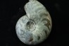 goniatite: MANTICOCERAS SINUOSUM - dévonien sup.- Erfoud, Maroc