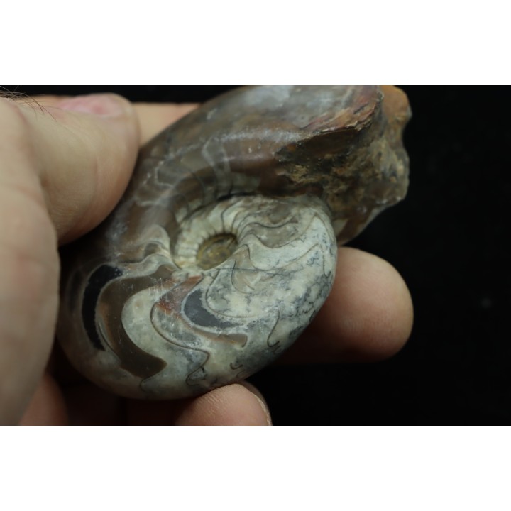 goniatit: MANTICOCERAS SINUOSUM - Up. devonian - Erfoud, Morocco