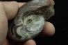 goniatit: MANTICOCERAS SINUOSUM - Up. devonian - Erfoud, Morocco
