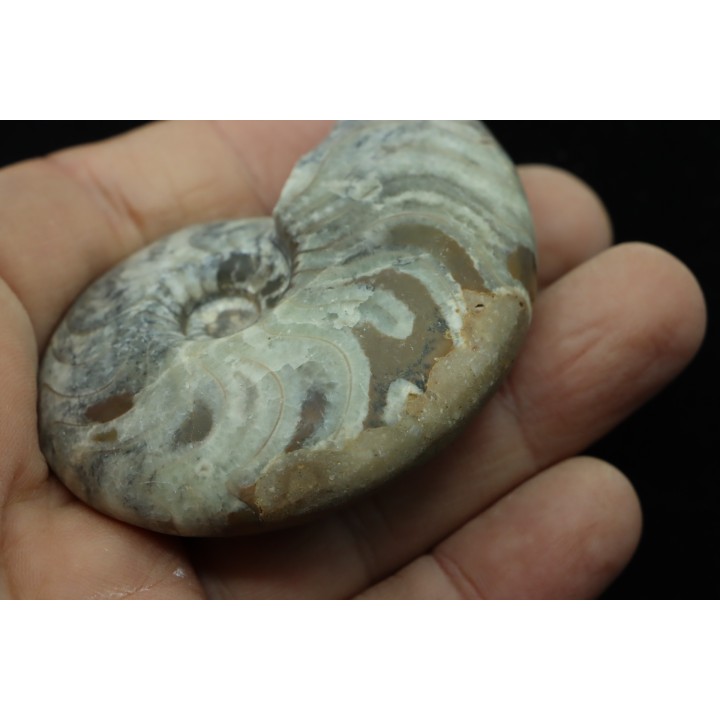 goniatite: MANTICOCERAS SINUOSUM - dévonien sup.- Erfoud, Maroc