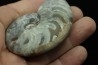 goniatite: MANTICOCERAS SINUOSUM - dévonien sup.- Erfoud, Maroc